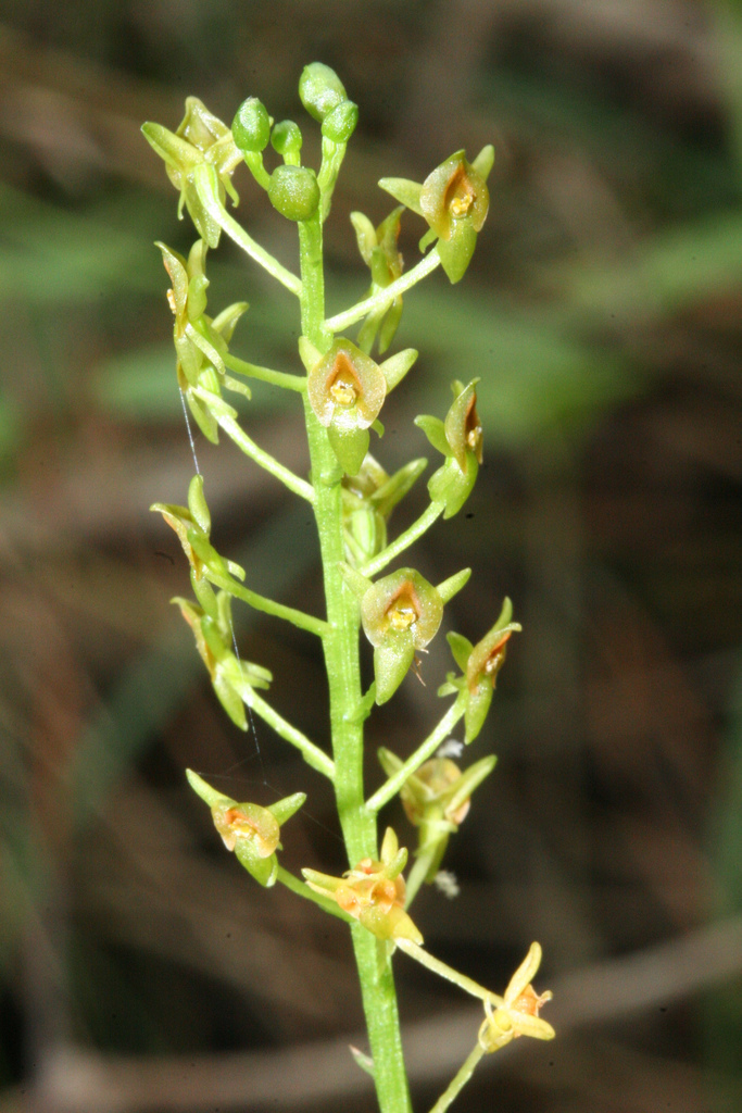 Malaxis spicata