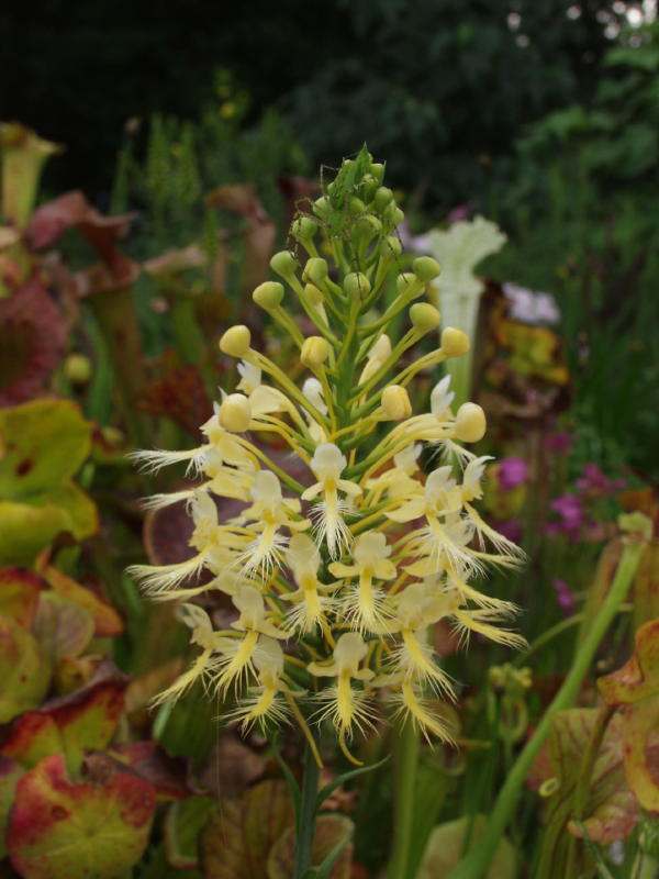 platanthera xlueri formly xvicolor