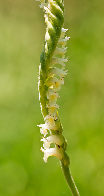 Spiranthes laciniata