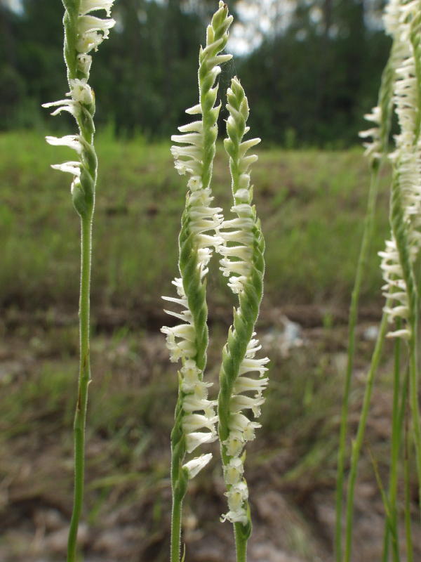 Spiranthes laciniata