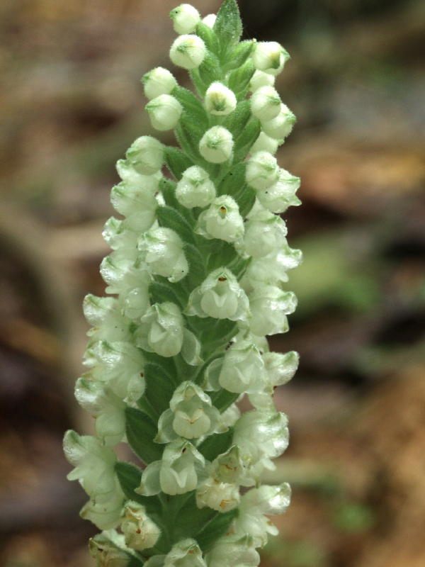 gpubescens600.jpg