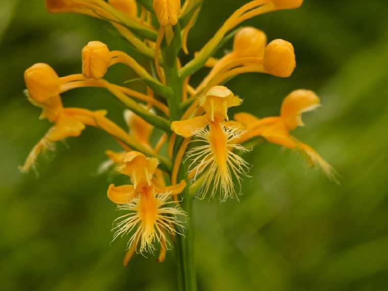 pciliaris760.jpg