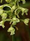 Plantanthera clavellata