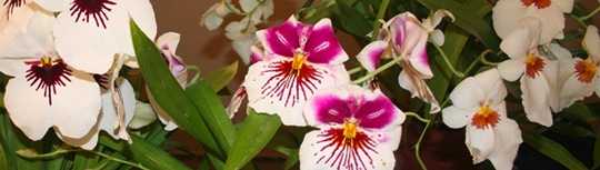 Portland Orchids Picture