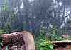 quirusillas forest
