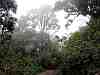 quirusillas forest