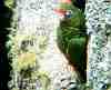 tucuman parrot