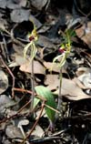 Arachnorchis (Caladenia) parvahttps://www.orchidconservationcoalition.org/pr/arosella/arosella.html
