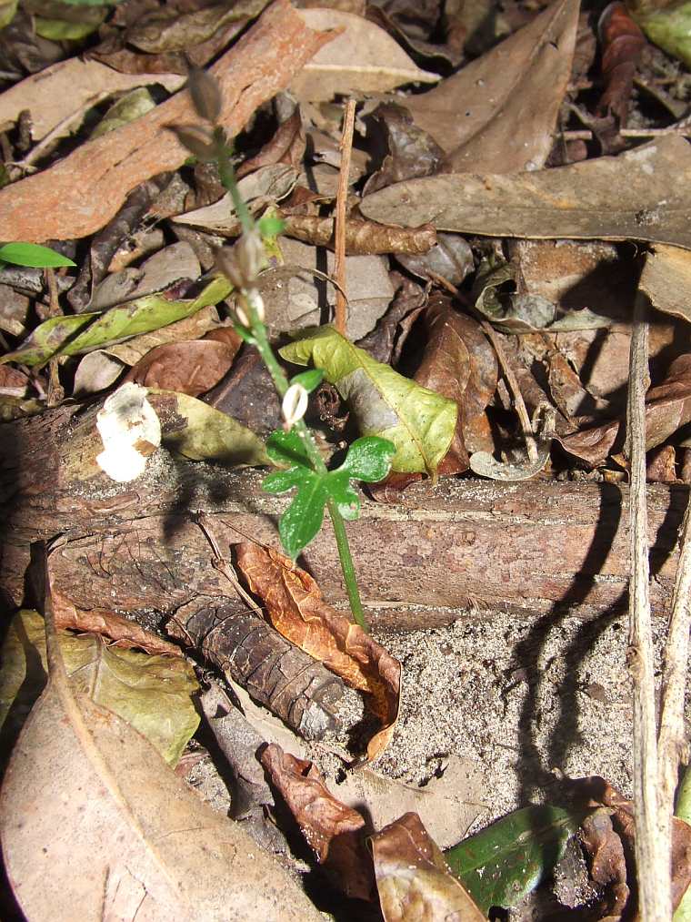 acianthella amplexicaulis