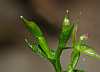 acianthella amplexicaulis buds