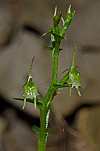 acianthella amplexicaulis flower