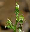 acianthella amplexicaulis flower