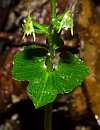 acianthella amplexicaulis leaf