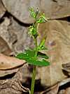 acianthella amplexicaulis leaf raceme