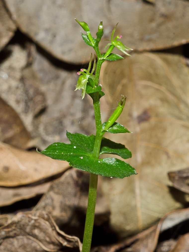 acianthella amplexicaulis leaf raceme