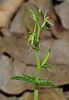 acianthella amplexicaulis leaf raceme