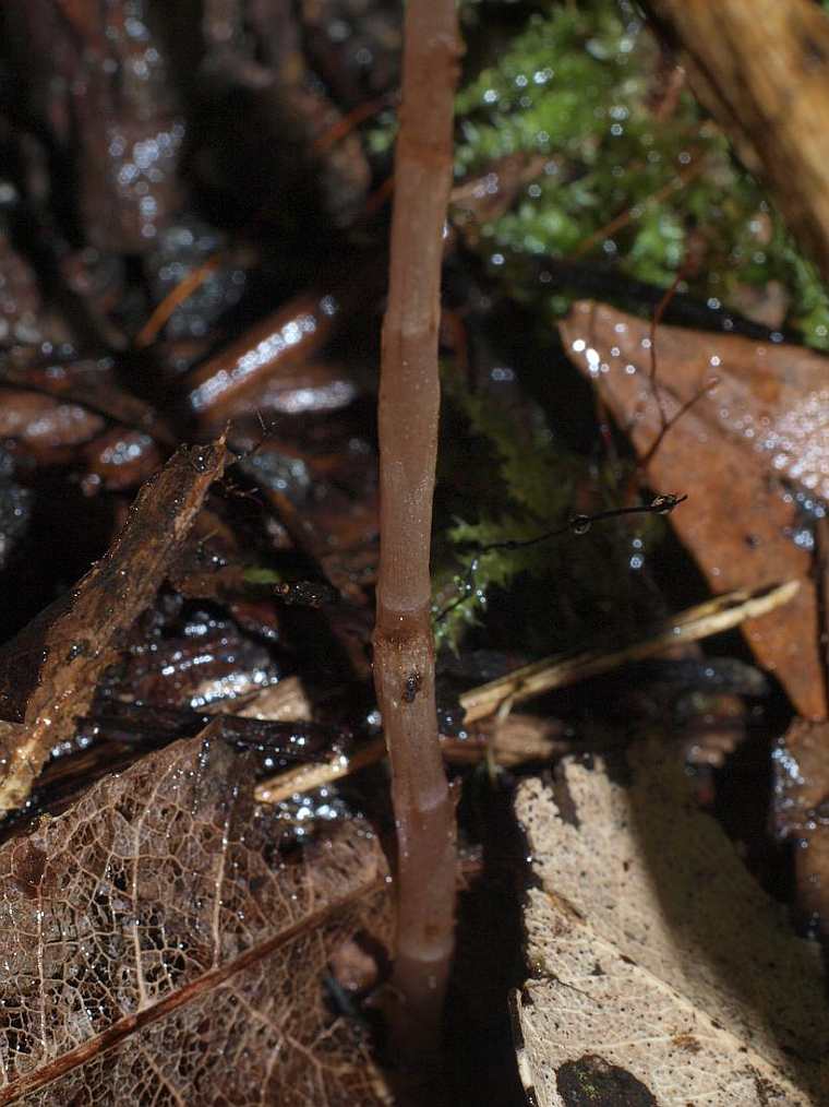 Danhatchia australis