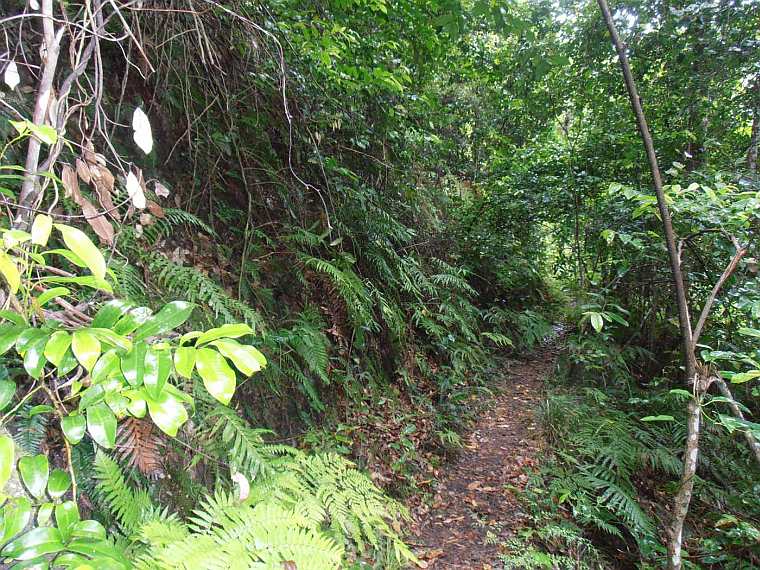 Danhatchia australis