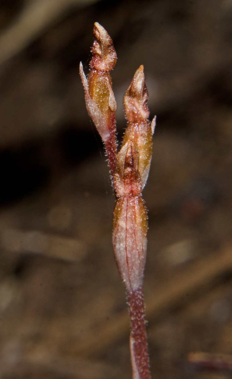 Danhatchia australis