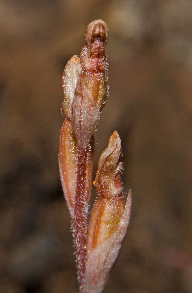 Danhatchia australis