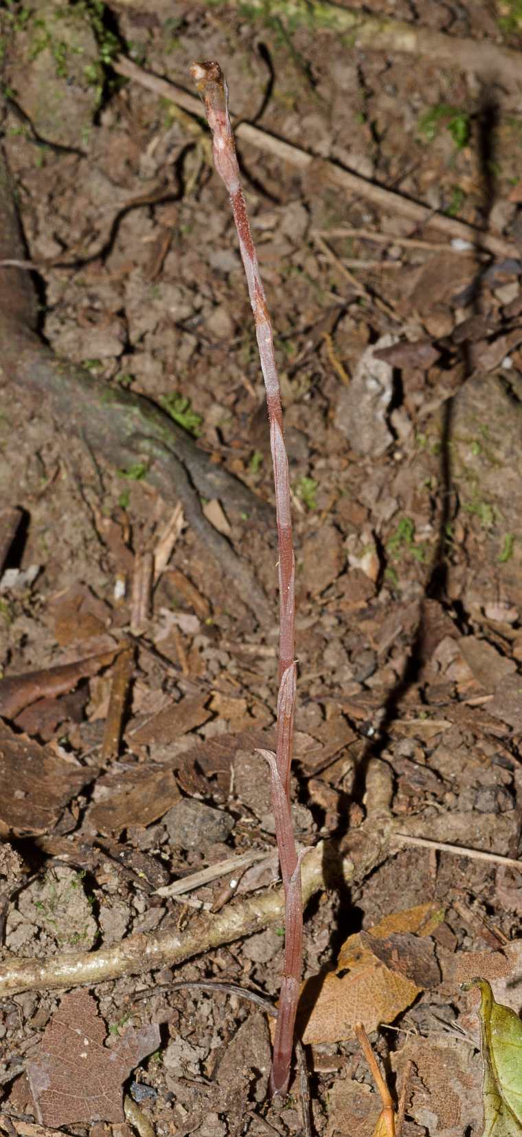 Danhatchia australis