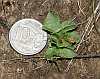 rosette white speculantha parviflora 10 cent coin helipad