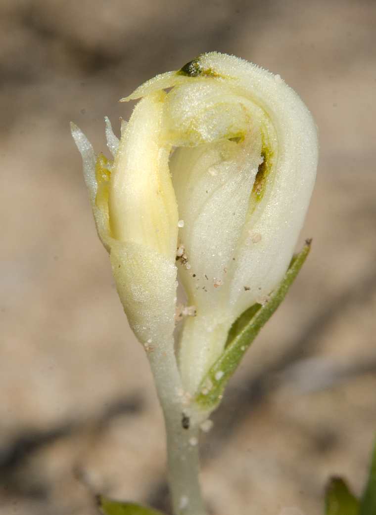 Speculantha parviflora habitat