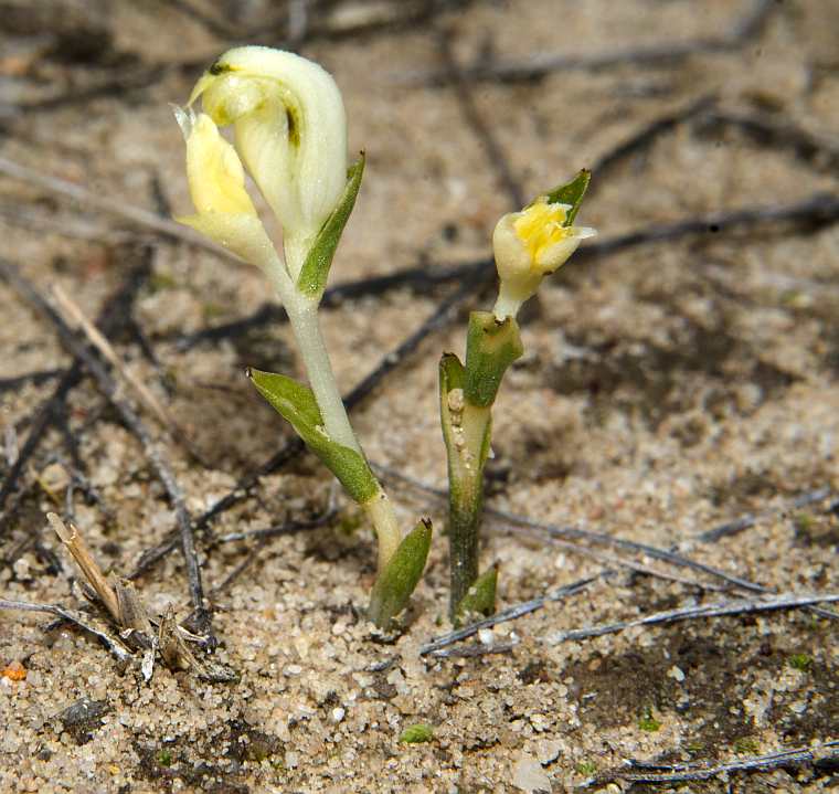 Speculantha parviflora habitat