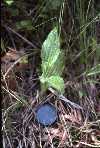 Cyp reginae seedling marquette