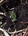 Cyp reginae seedling