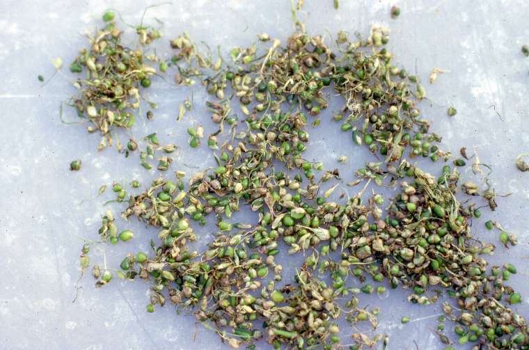 calopogontuberosuscorms760.jpg