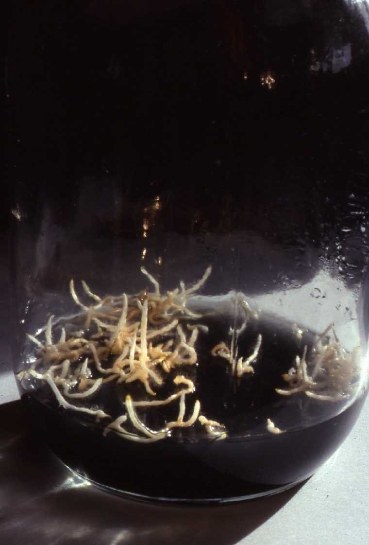 cypparviflorumseedlingsflask760.jpg