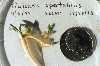 G spectabilis seedling