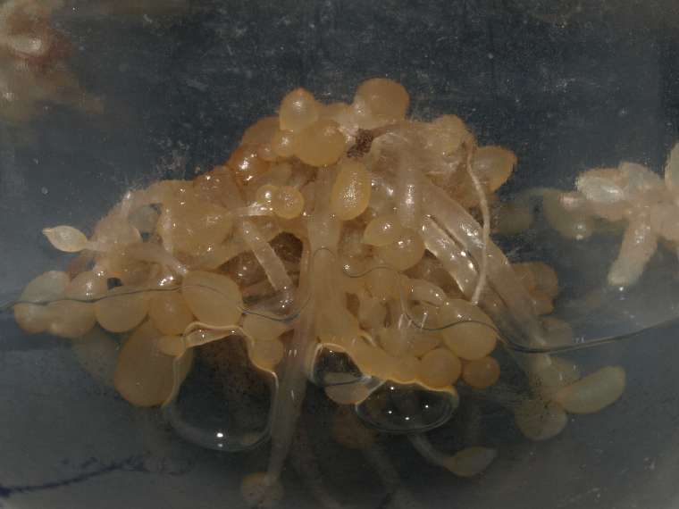 ttrianthophoraflask760.jpg