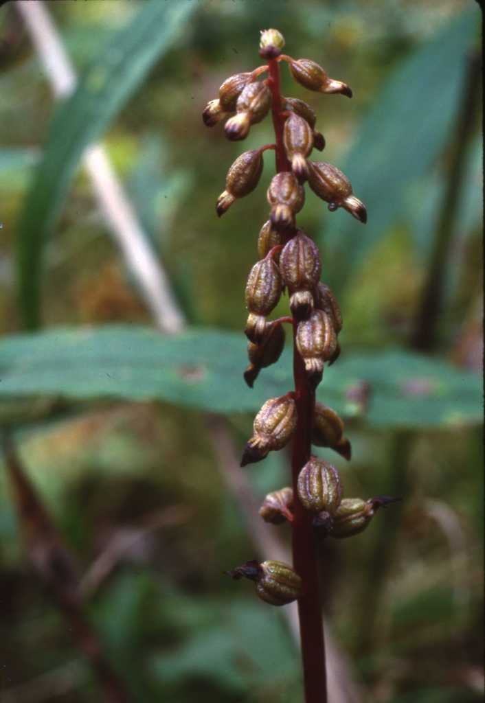 Corallorhiza odontorhiza