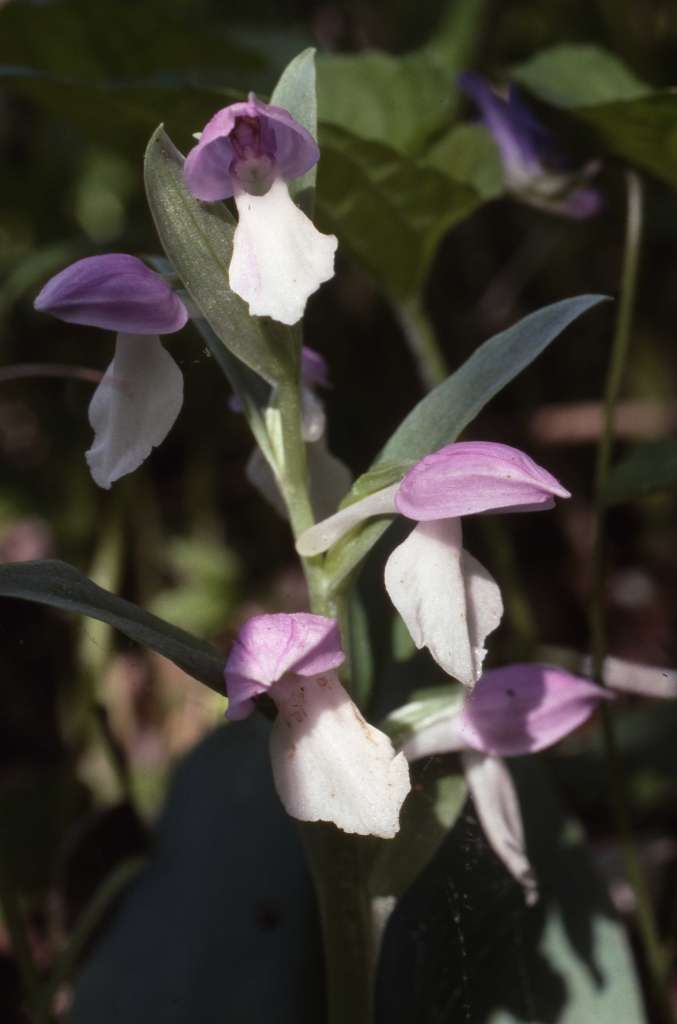 gspectabilis2677.jpg