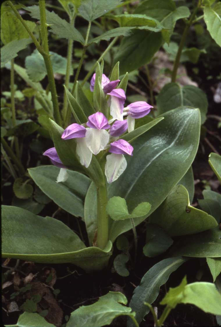 gspectabilis760.jpg
