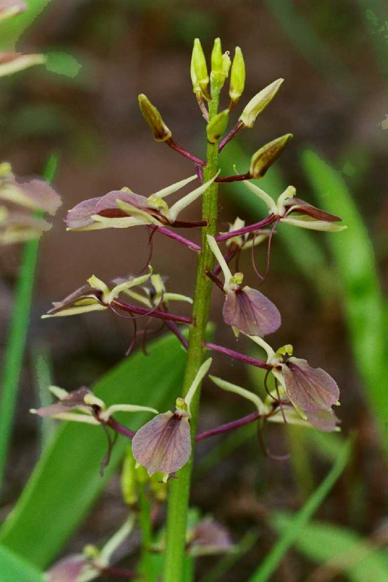 Liparis lilifolia
