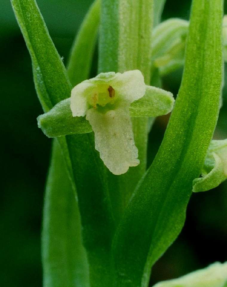 Platanthera flava