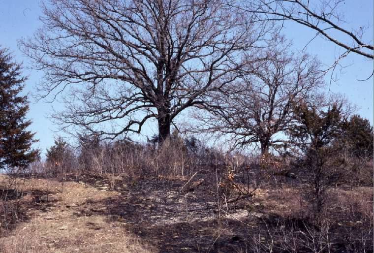 Prescribed burn