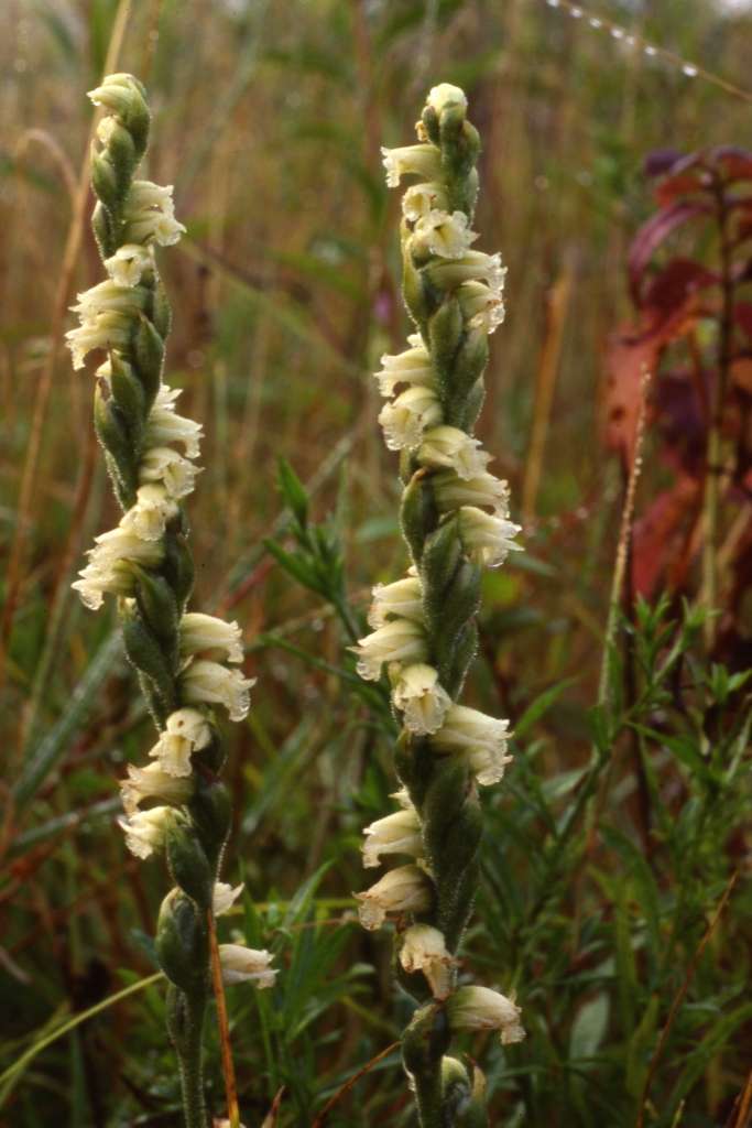 Spiranthes casei