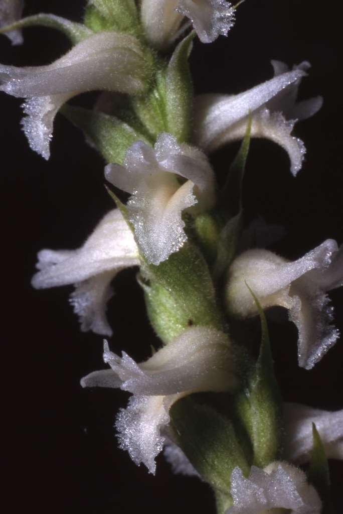 Spiranthes cernua