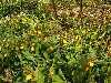 Cyp parviflorum in shadehouse