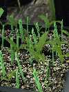 Cypripedium parviflorum seedlings