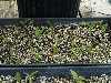 Cypripedium parviflorum seedlings
