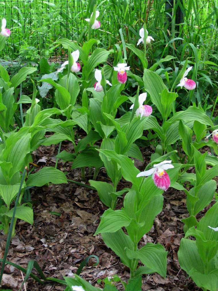 Cypripedium reginae