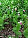 Cypripedium reginae