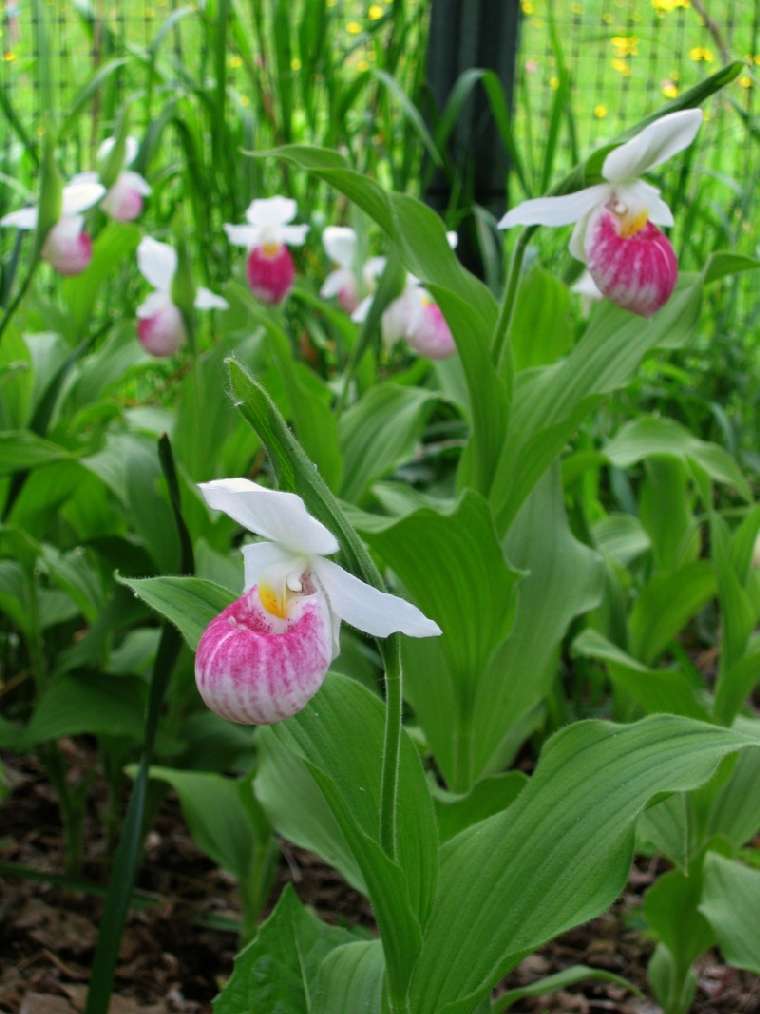 Cypripedium reginae