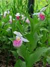 Cypripedium reginae nursery bed