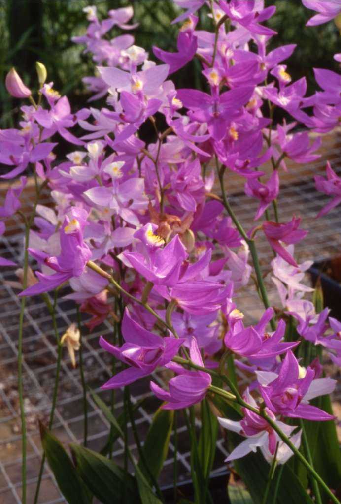 Calopogon tuberosus
